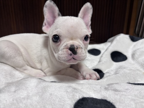 フレンチブルドッグ 犬の販売・譲渡 10245 ☆可愛いクリーム男の子