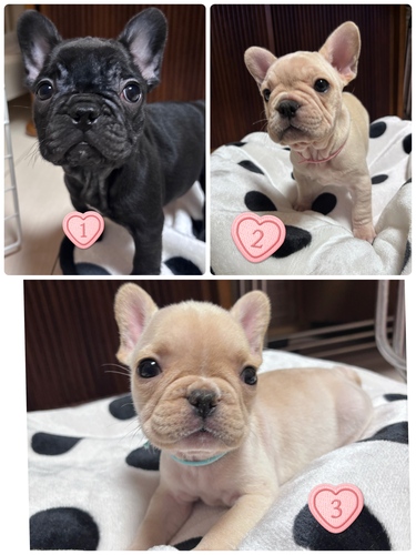 フレンチブルドッグ 犬の販売・譲渡 10246 ☆可愛い3匹です☆