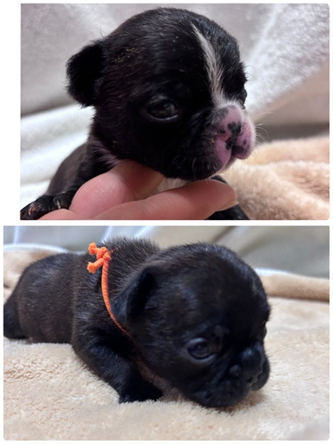 フレンチブルドッグ 犬の販売・譲渡 10249 可愛い6兄妹☆