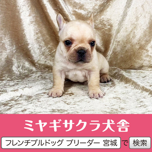 フレンチブルドッグ 犬の販売・譲渡 10253 パパはJKCチャンピオン☆ 良血統のお姫様1☆