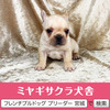 フレンチブルドッグ 子犬 探す パパはJKCチャンピオ... 10253