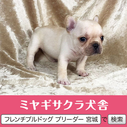 フレンチブルドッグ 犬の販売・譲渡 10254 パパはJKCチャンピオン☆ 良血統のお姫様2☆