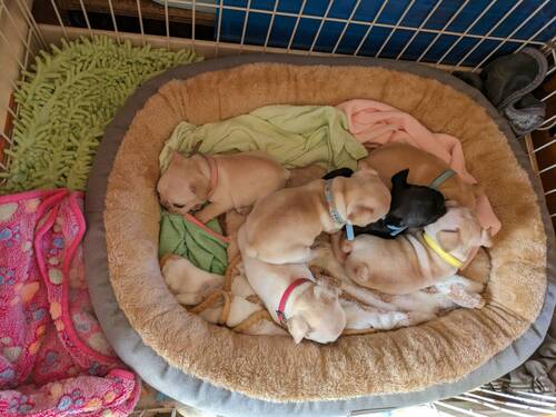 �t�����`�u���h�b�O ���̔̔��E���n 10255 �t���u���@�������񐶂܂�܂����I�@