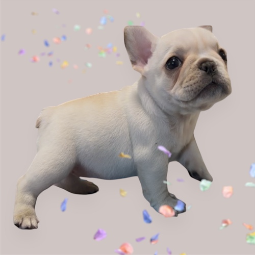 �t�����`�u���h�b�O ���̔̔��E���n 10256 �v���v���̏��̎q�ł�♡