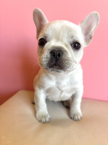 �t�����`�u���h�b�O ���̔̔��E���n 10258 �N���[���j�̎q