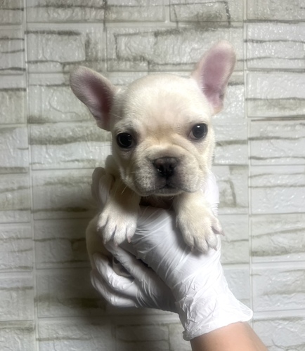 �t�����`�u���h�b�O ���̔̔��E���n 10260 �N���[���@�j�̎q