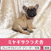 フレンチブルドッグ 子犬 探す パパはアメリカチャン... 10261