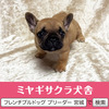 フレンチブルドッグ 子犬 探す パパはアメリカチャン... 10262