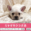 フレンチブルドッグ 子犬 探す パパはアメリカチャン... 10263