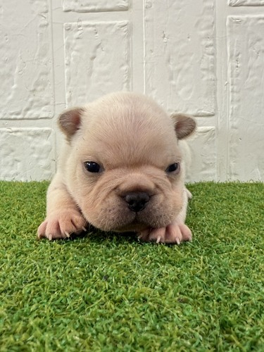 �t�����`�u���h�b�O ���̔̔��E���n 10265 ���S���̂���\����͂̒j�̎q