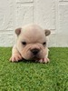 フレンチブルドッグ 子犬 探す 安心感のある表情が魅... 10265