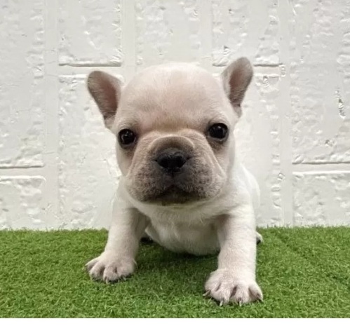 �t�����`�u���h�b�O ���̔̔��E���n 10266 �Ԃ�ȓ�����ۓI�Ȓj�̎q