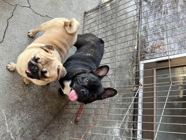 �t�����`�u���h�b�O ���̔̔��E���n 10267 �◯�Ίۂł��B