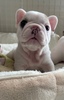 フレンチブルドッグ 子犬 探す ぶさかわフレブルちゃ... 10268