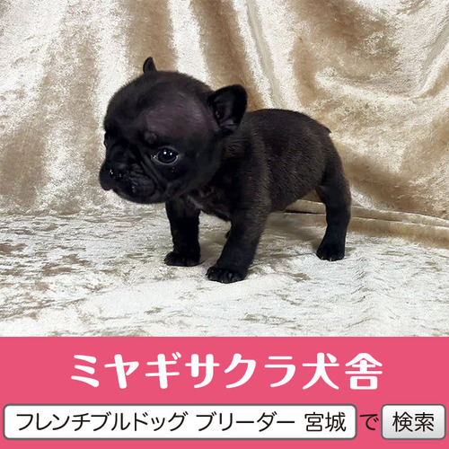 �t�����`�u���h�b�O ���̔̔��E���n 10272 �p�p��JKC�`�����s�I���� �ƂĂ������ȉ��q�l��