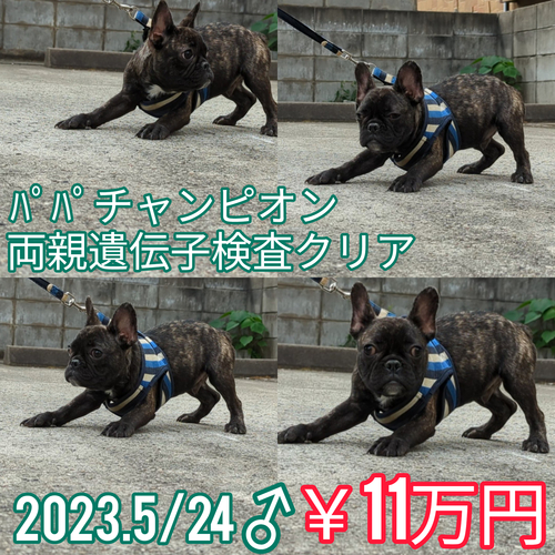 フレンチブルドッグ 犬の販売・譲渡 9810 パパはJKCチャンピオン、両親クリア