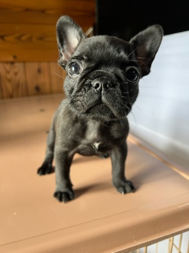 有名犬舎や外産血統が入った子供達 犬の販売 9858