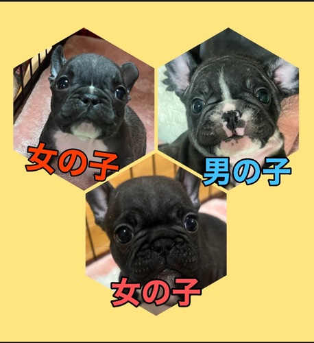 フレブルベビーちゃん 犬の販売 9861