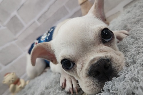 フレンチブルドッグ 犬の販売・譲渡 9878 おっとりなフレブル君。
