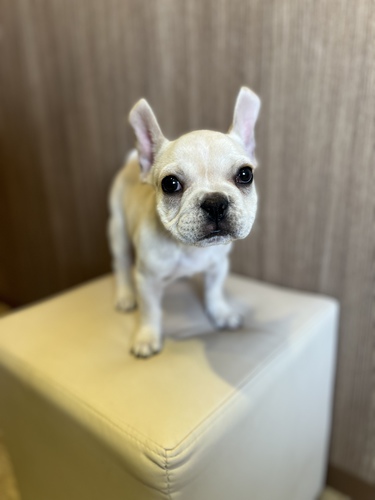フレンチブルドッグ 犬の販売・譲渡 9897 激カワフレブル