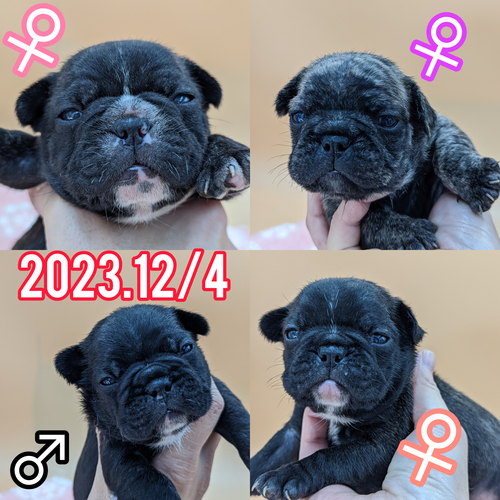 フレンチブルドッグ 犬の販売・譲渡 9909 両親クリア、チャンピオン直子