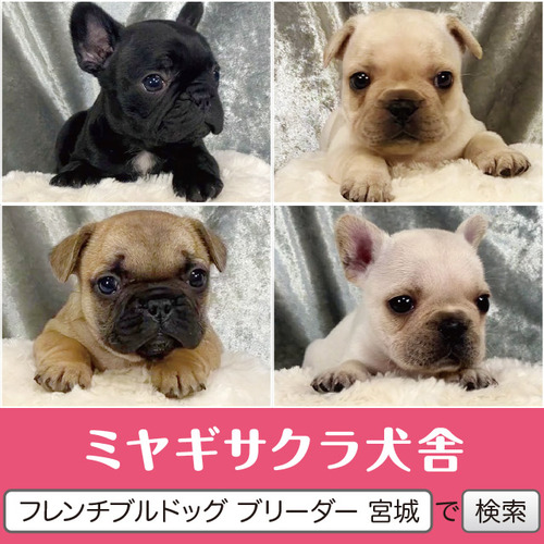 フレンチブルドッグ 犬の販売・譲渡 9916 パパはJKCチャンピオン☆ 良血統の子犬達☆