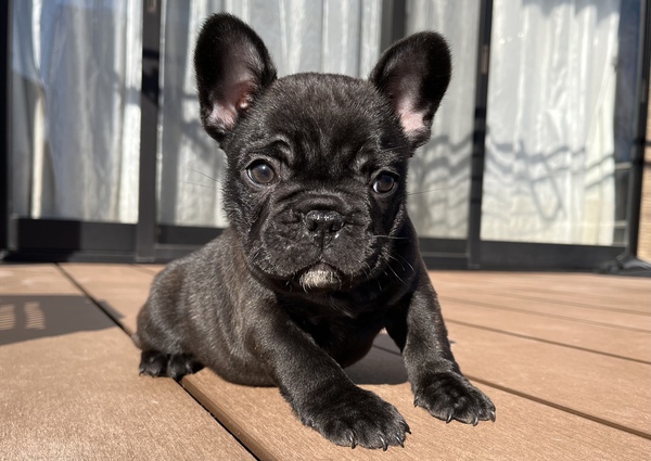 小ぶりなムチムチボディの男の子 犬の販売 9919