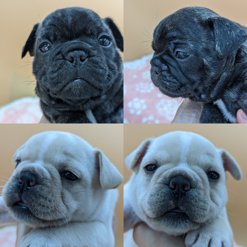 フレンチブルドッグ 犬の販売・譲渡 9927 パパはJKCチャンピオン直子