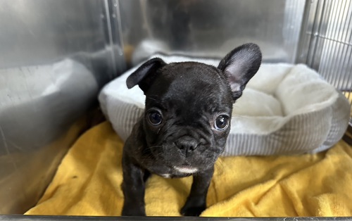 フレンチブルドッグ 犬の販売・譲渡 9929 ブリンドル女の子