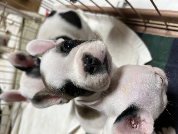 優秀血統のフォーンパイド男の子 犬の販売 9931