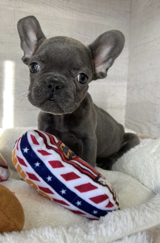 フレンチブルドッグ 犬の販売・譲渡 9933 希少価値高いブルーメス