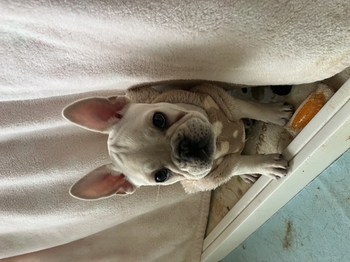 フレンチブルドッグ 犬の販売・譲渡 9937 トイレトレーニングOK