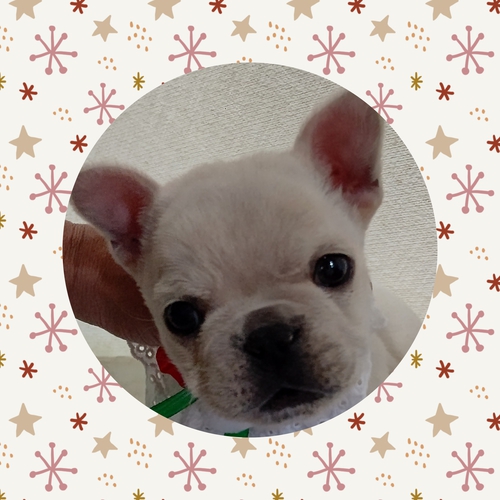 フレンチブルドッグ 犬の販売・譲渡 9938 しつけ済小さめフレンチちゃん