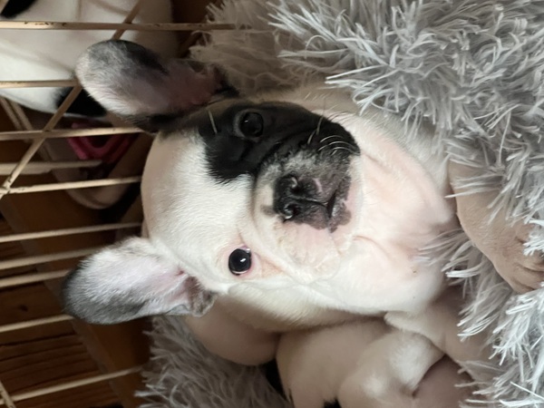 個性的な模様のフォーンパイドくん 犬の販売 9942