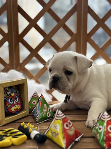 フレンチブルドッグ 犬の販売・譲渡 9944 クリームをお探しの皆様😆
