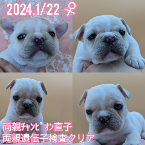 フレンチブルドッグ 犬の販売・譲渡 9951 両親遺伝子検査クリア、チャンピオン直子