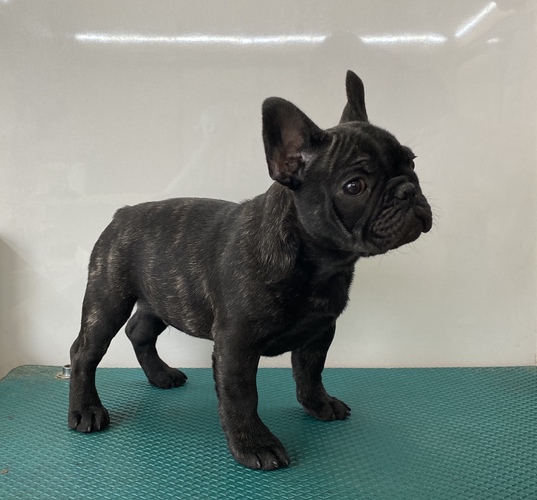 11/5生まれブリンドルの男の子・長野県 犬の販売 9952