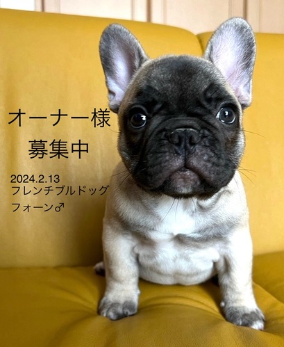 フレンチブルドッグ 犬の販売・譲渡 9959 素敵なご縁をありがとうございました