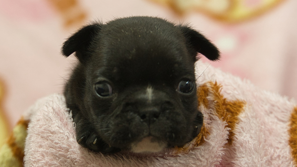 2月9日生のフレンチブルドッグ子犬 犬の販売 9962