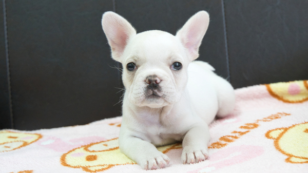 母親は外産です 犬の販売 9963