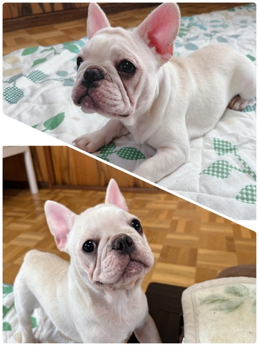 フレンチブルドッグ 犬の販売・譲渡 9964 ☆可愛い女の子です☆