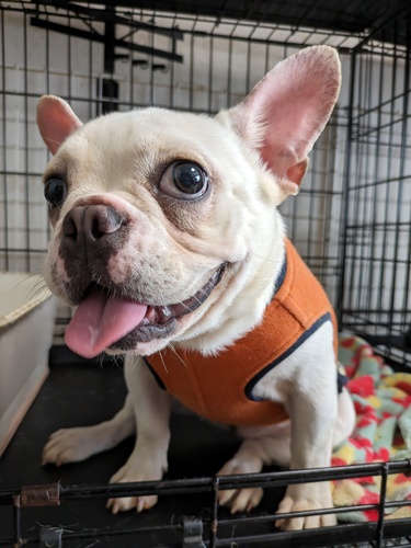 フレンチブルドッグ 犬の販売・譲渡 9981 小ぶりで元気なお転婆娘!