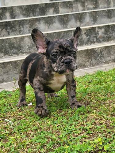 フレンチブルドッグ 犬の販売・譲渡 9984 大人しいのんびり屋