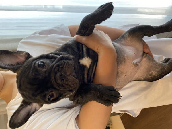 目がクリクリの細身の男の子 犬の販売 9986