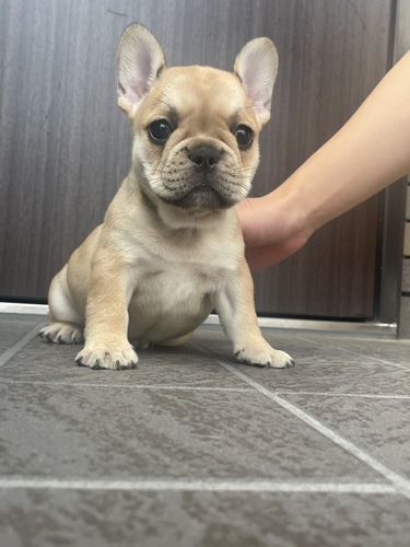 うるうるお目目のレッドフォーンの女の子 犬の販売 9988