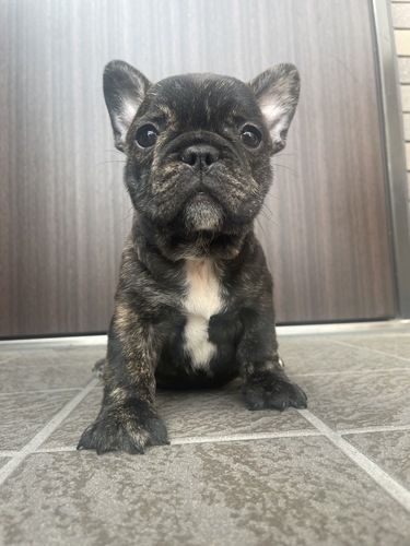 小顔のタイガーブリンドルです 犬の販売 9989
