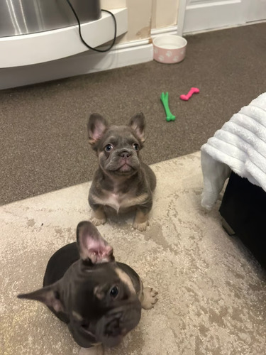 フレンチブルドッグ 犬の販売・譲渡 9992 純血種のフレンチ ブルドッグの子犬たち