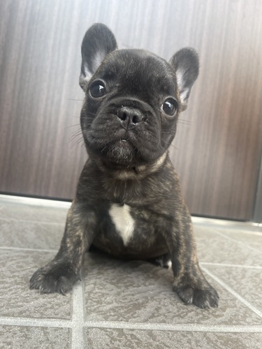 タイガーブリンドル 犬の販売 9994