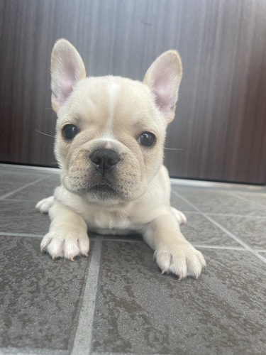 小顔なクリーム 犬の販売 9995