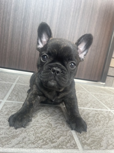 黒が強めのタイガーブリンドル 犬の販売 9997